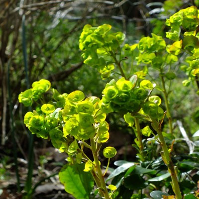 Euphorbia amygdaloides var. robbiae