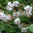 Geranium x cantabrigiense 'Biokovo'