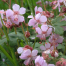 Geranium macrorrhizum 'Ingwersen's Variety'