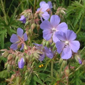 Geranium pratense