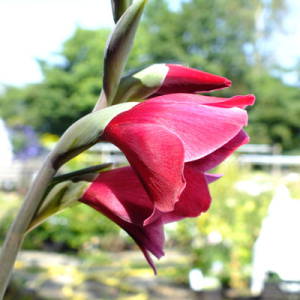 Gladiolus 'Ruby' (papilio hybrid)