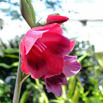 Gladiolus 'Ruby' (papilio hybrid)q