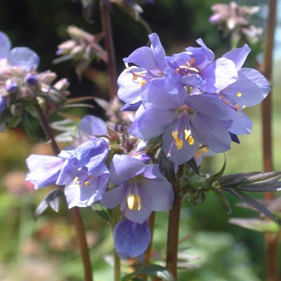 Polemonium yezoense var. hidakanum 'Purple Rain'