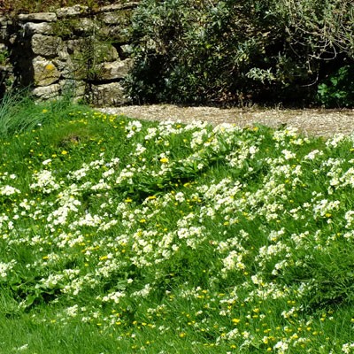 Primula vulgaris (Primrose) at Mapperton Gardens