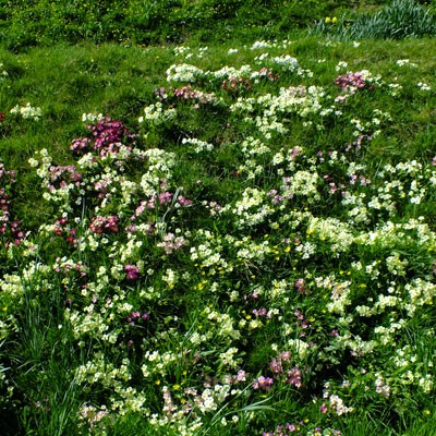 mixed colours of Primula vulgaris (Primrose) at Mapperton Gardens
