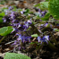 Trachystemon orientalis