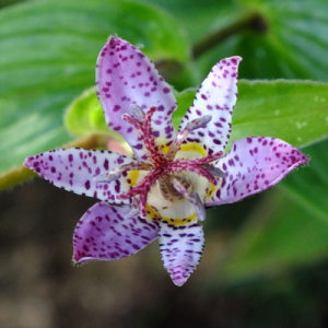 Tricyrtis 'Pink Freckles'