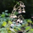 Epimedium pubigerum