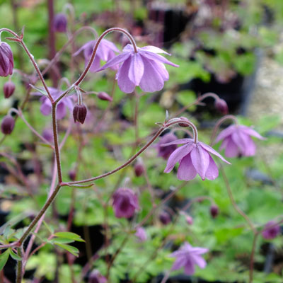 Semiaquilegia ecalcarata (S.simulatrix)