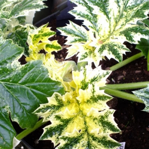 Acanthus mollis 'Tasmanian Angel'