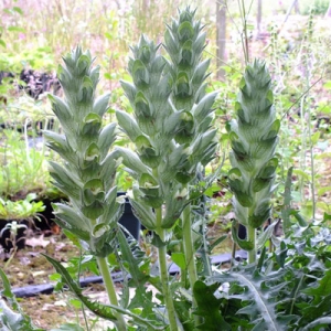 Acanthus hirsutus