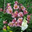 Alstroemeria 'Andez Rose'