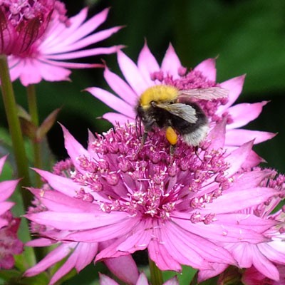 AstrantiaV'enice' with Bumblebee