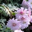 Chrysanthemum 'Emperor of China'