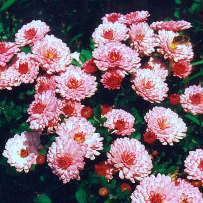 Chrysanthemum 'Mei Kyo'