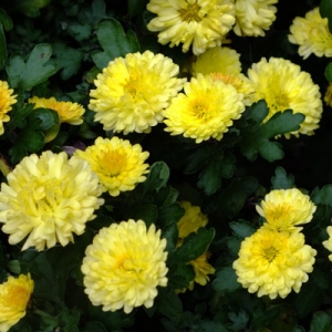 Chrysanthemum 'Nantyderry Sunshine'