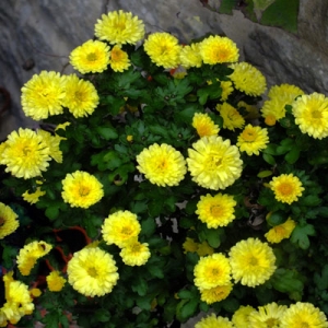 Chrysanthemum 'Nantyderry Sunshine'