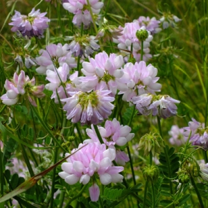 Coronilla varia (Crown Vetch)