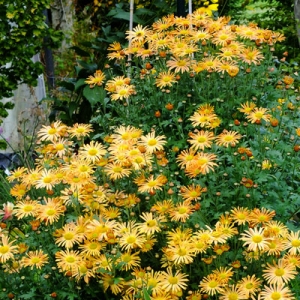 Chrysanthemum 'Mary Stoker'