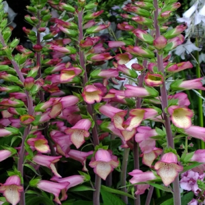 Digitalis 'Illumination Pink'