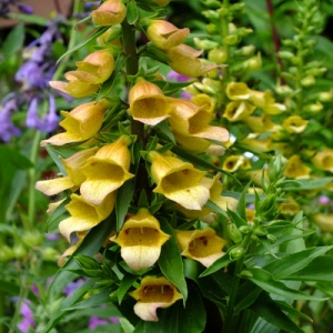 Digitalis 'Spice Island'