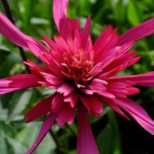 Echinacea purpurea 'Southern Belle'