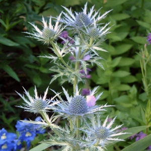 Eryngium x oliverianum