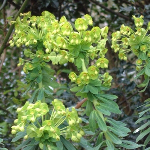 Euphorbia characias subsp. Wulfenii creticus