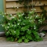Geranium macrorrhizum 'White Ness' ('Mount Olympus')