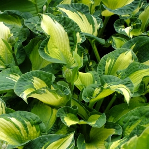 Hosta 'Golden Meadows'