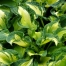 Hosta 'Golden Meadows'