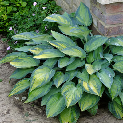 Hosta 'June'