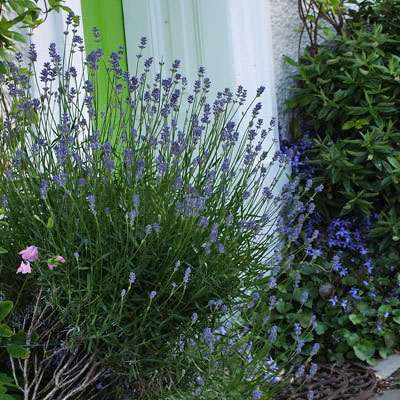 Lavandula angustifolia