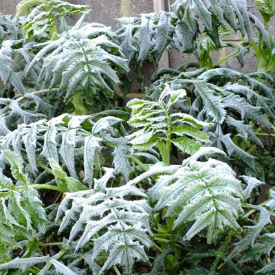 Melianthus major in the frost