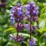 Nepeta 'Chettle Blue'