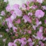 Ononis spinosa (Spiny Restharrow)