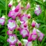 Penstemon 'Pensham Laura'