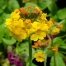 Primula bulleyana