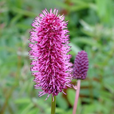 Sanguisorba menziesii