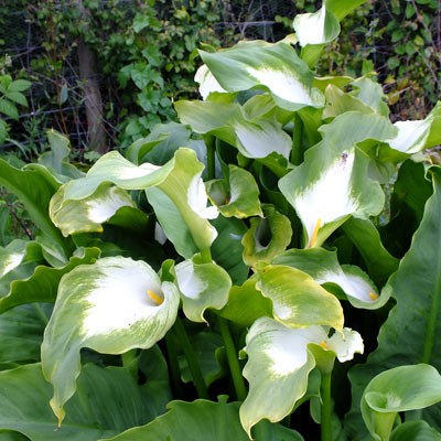 Zantedeschia aethiopica 'Green Goddess' (Lily of the Nile)