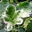Acanthus 'Whitewater'