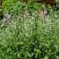 Artemisia lactiflora Guizhou Group