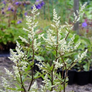 Artemisia lactiflora 'Jim Russell'