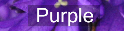 Colours-Purple