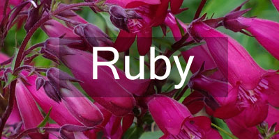 Colours-Ruby