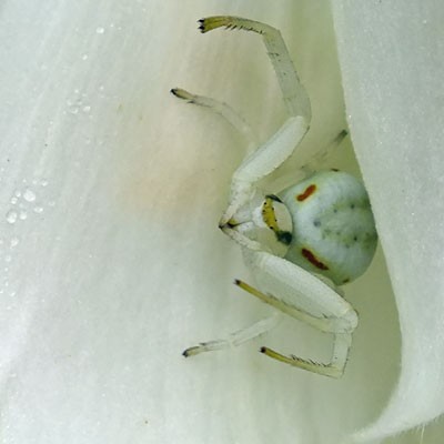 Crab Spider in Digitalis purpurea 'Snow Thimble' - white foxglove
