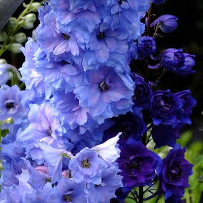 Delphinium 'Blue Lace'