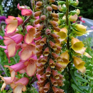Digitalis parviflora 'Milk Chocolate' with Illumination Pink and Spice Island for comparison
