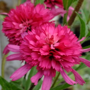 Echinacea purpurea 'Southern Belle'