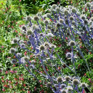 Eryngium bourgatii